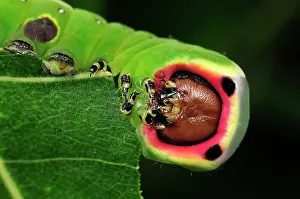 Puss: Puss Moth caterpillar