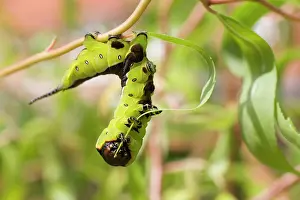 Puss: Puss Moth caterpillar feeding on willow leaf