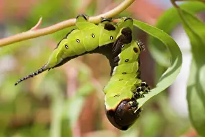 Puss: Puss Moth caterpillar feeding on willow leaf
