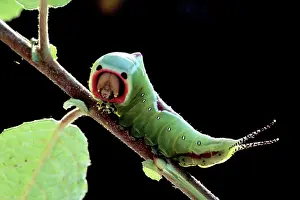 Puss: Puss Moth - Caterpillar / Larvae