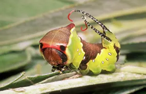 Puss: Puss MOTH - caterpillar / larvae in defence stance