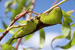 Puss: Puss Moth caterpillar on willow