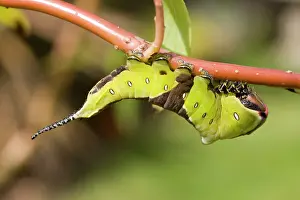 Puss: Puss Moth caterpillar on willow