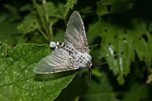 Puss: Puss Moth (Cerura vinula). Kv nrkeby mose, Denmark