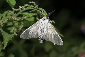 Puss: Puss Moth (Cerura vinula). Kv nrkeby mose, Denmark