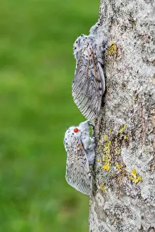 Populus: Puss Moth (Cerura vinula) on a poplar trunk, spring