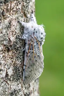 Populus: Puss Moth (Cerura vinula) on a poplar trunk, spring