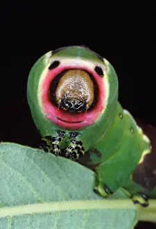 Puss: PUSS MOTH LARVAE / Caterpillar - FALSE HEAD