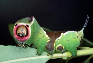 Puss: Puss Moth Larvae - with false head, true head retracted
