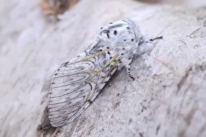 Puss: Puss Moth - Norfolk UK