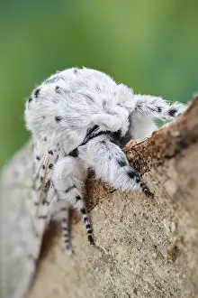 Puss: Puss Moth - Norfolk UK