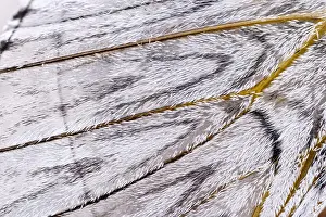 Puss: Puss Moth Wing Detail - Norfolk UK