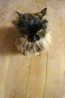 Pussy: Pussy home sitting on the floor