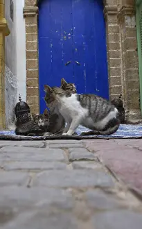 Essaouira: Pussy and her kittens in an alley in the medina Essaouira