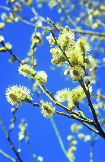 Pussy: Pussy Willow