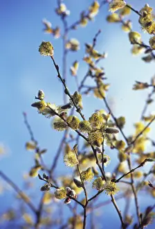 Pussy: Pussy Willow