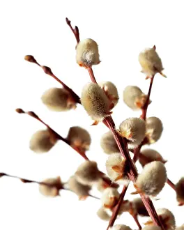 Pussy: Pussy Willow