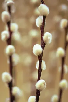 Pussy: Pussy Willow