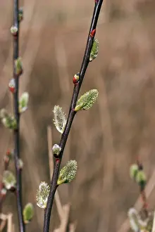 Pussy: Pussy Willow
