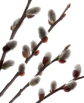Pussy: Pussy Willow