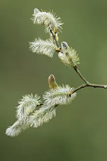 Pussy: Pussy willow