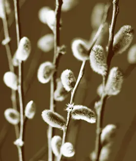 Monochrome: Pussy Willow