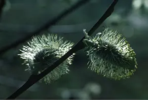 Willows: PUSSY WILLOW - close-up of male catkins