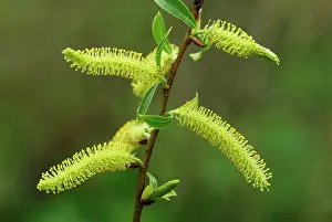 Willows: Pussy Willow Willow Catkin