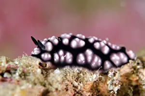 Sandar: Pustulose Phyllidiella Nudibranch Batu Sandar dive
