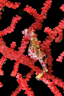 Seahorses: Pygmy / Bargibant's Seahorse