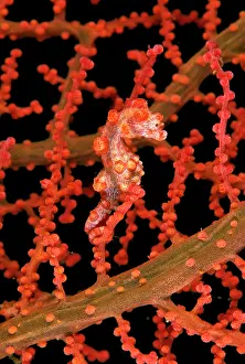 Seahorses: Pygmy / Bargibant's seahorse