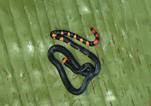 Elapidae: Pygmy Black Coral Snake