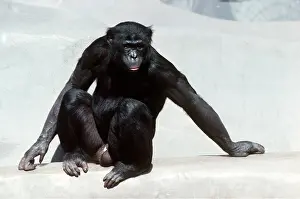Apes: Pygmy / Bonobo Chimpanzee