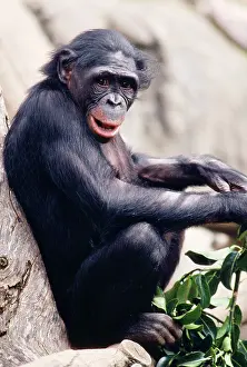 Bonobo: Pygmy / Bonobo Chimpanzee - endangered