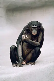 Bonobo: Pygmy / Bonobo Chimpanzee - endangered