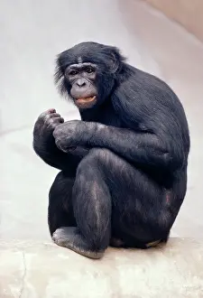 Bonobo: Pygmy / Bonobo Chimpanzee - endangered