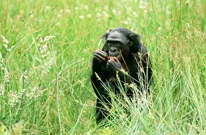 Bonobo: Pygmy / Bonobo Chimpanzee - within grass, eating