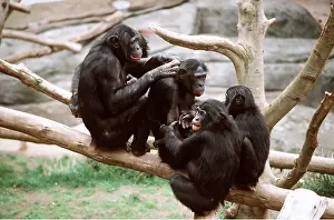 Chimp: Pygmy / Bonobo CHIMPANZEE - group