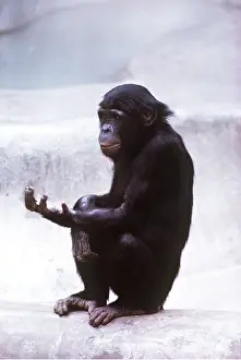 Apes: PYGMY / BONOBO CHIMPANZEE - holding out hand