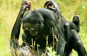Anthropomorphic: Pygmy / Bonobo CHIMPANZEE - mating