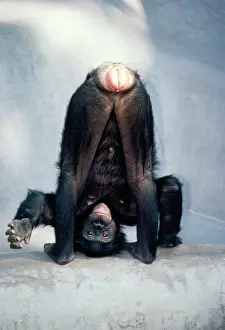 Keeper: Pygmy / Bonobo Chimpanzee - mooning keeper for attention