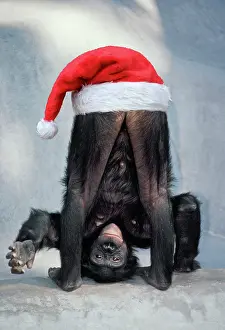 Keeper: Pygmy / Bonobo Chimpanzee, mooning keeper for attention