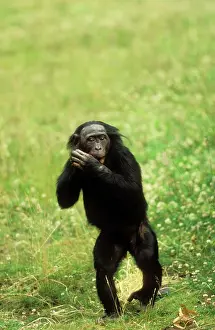 Bonobo: Pygmy / Bonobo CHIMPANZEE - walking upright