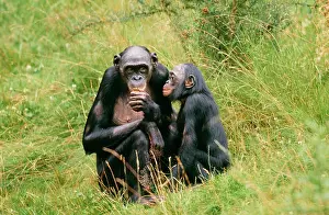 Bonobo: Pygmy / Bonobo Chimpanzee - x2