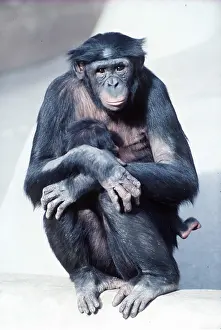 Apes: PYGMY / BONOBO CHIMPANZEE - with young
