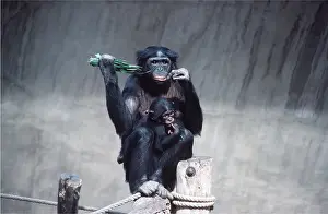 Apes: Pygmy / Bonobo Chimpanzee - with young