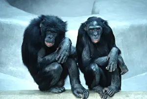 Apes: Pygmy / Bonobo CHIMPANZEES - male and female