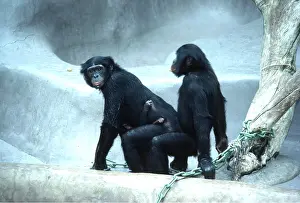Chimp: PYGMY / BONOBO CHIMPANZEES - mating