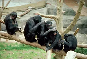 Bonobo: PYGMY / BONOBO CHIMPANZEES - mutual grooming x five