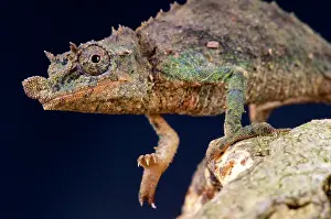 Acuminatus: Pygmy chameleon (Rhampholeon acuminatus), Nguru